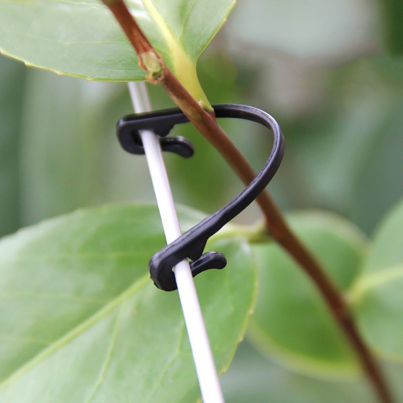 50 adet sarmaşıklar raptiye ba - Gardening Tools For Vines incelemesi ve fiyatı