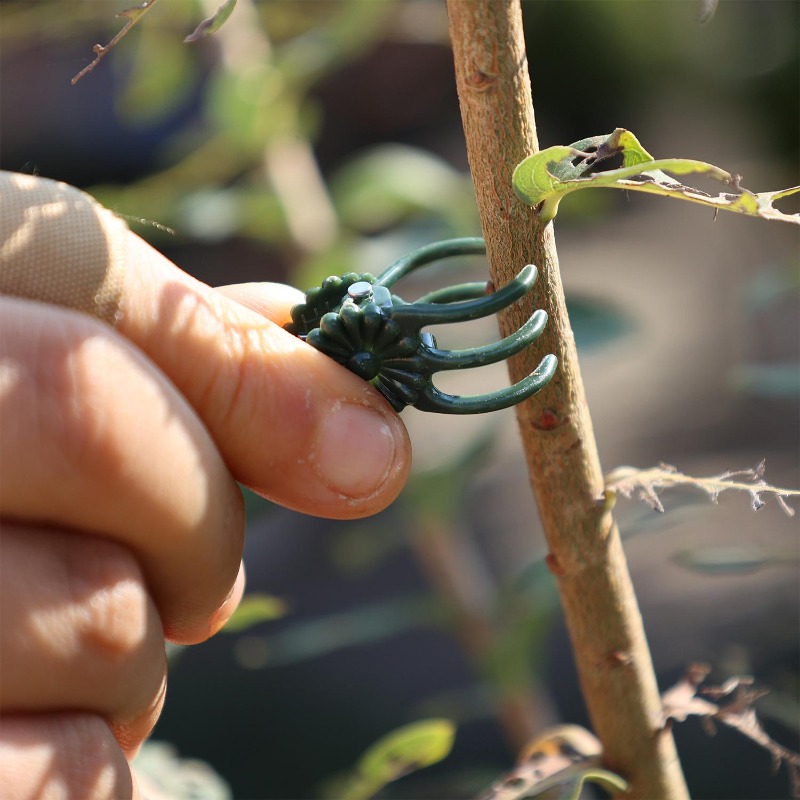 Toptan Mini Bitki Destek Klips - Gardening Tools For Vines incelemesi ve fiyatı