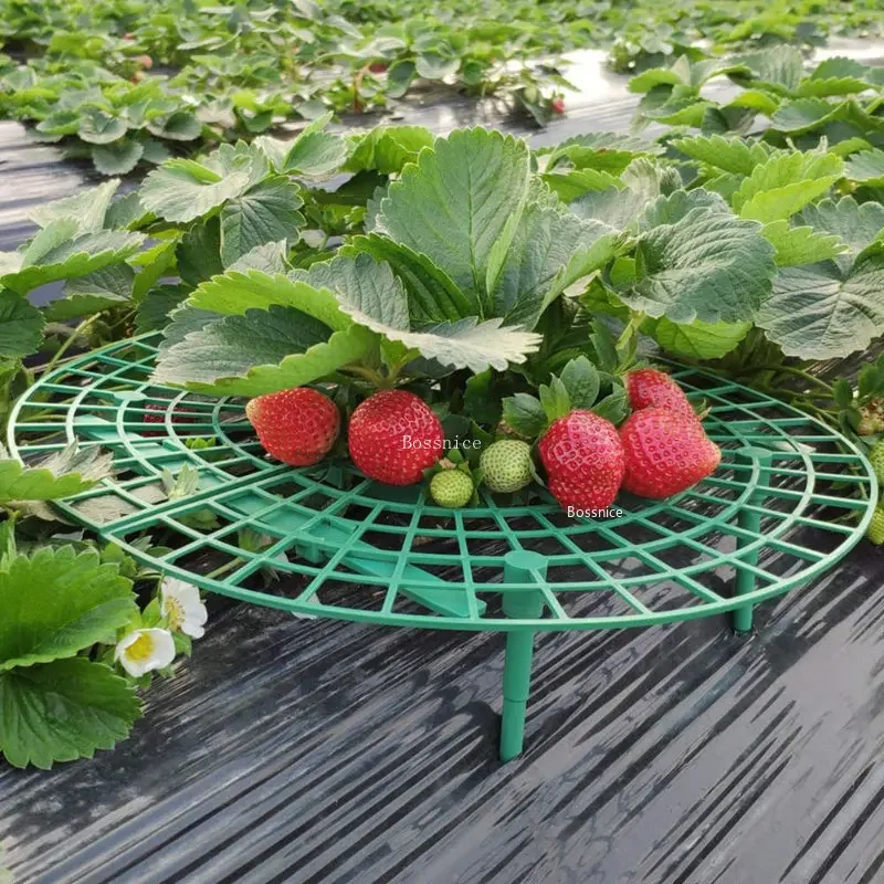 1 Adet Çilek Bitkisi Destek Ra - Gardening Tools For Vines incelemesi ve fiyatı