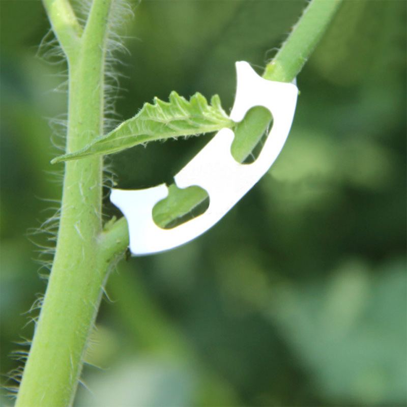 50/100 adet Botany-kök asma çe - Gardening Tools For Vines incelemesi ve fiyatı