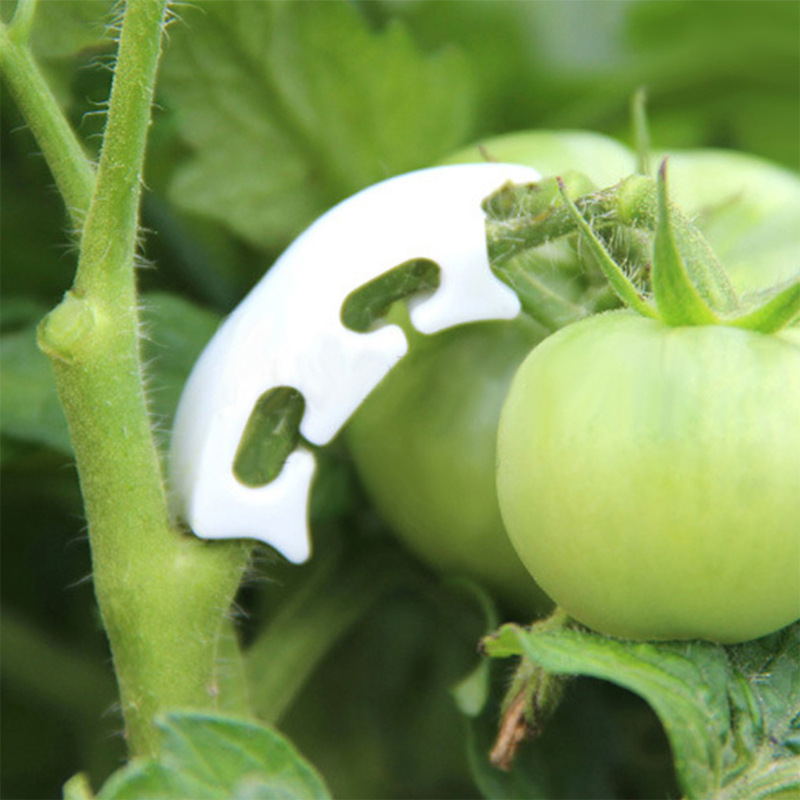 50/100 adet Botany-kök asma çe - Gardening Tools For Vines incelemesi ve fiyatı