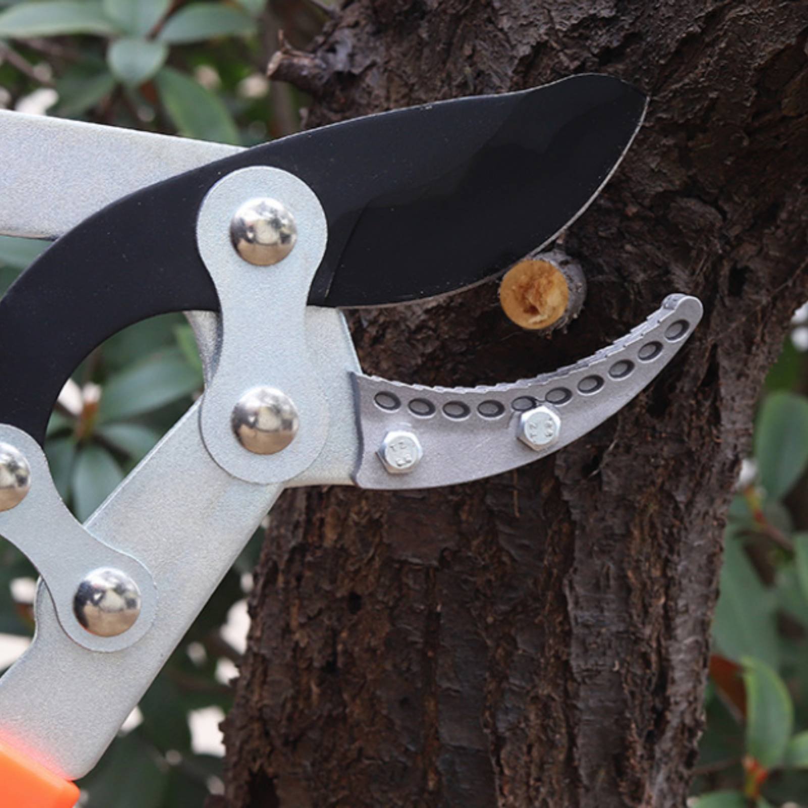 Teleskopik Dal Budama Makinele - Gardening Tools Of incelemesi ve fiyatı